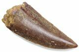 Serrated Raptor Tooth - Real Dinosaur Tooth #376434-1